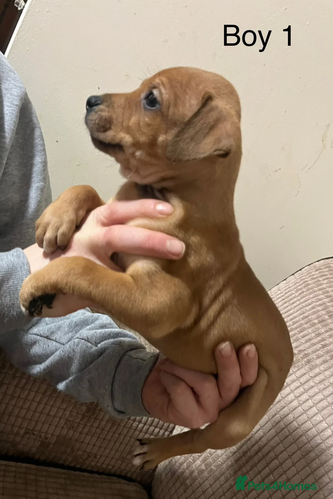 Mixed Breed dogs for sale: Staffy cross Lurcher  - Advert 9