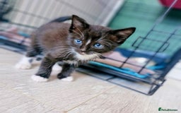 Ragdoll cats for sale: Sweet kitties looking good home 🏡  - Image 4