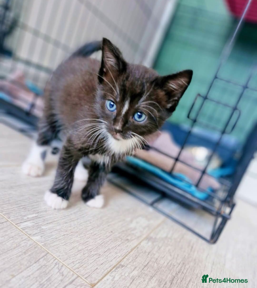 Ragdoll cats for sale: Sweet kitties looking good home 🏡  - Image 4