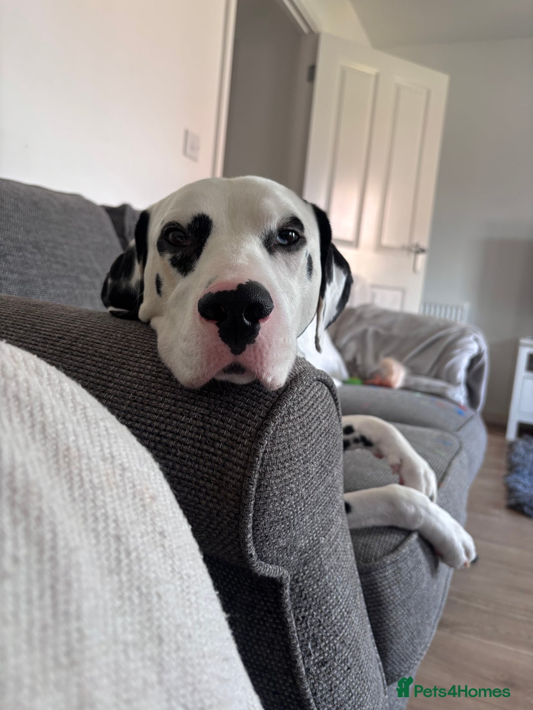 Dalmatian dogs for sale: Arlo  - Image 5