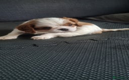 Cavalier King Charles Spaniel dogs for sale: Cavaliers King Charles spaniels - Image 22