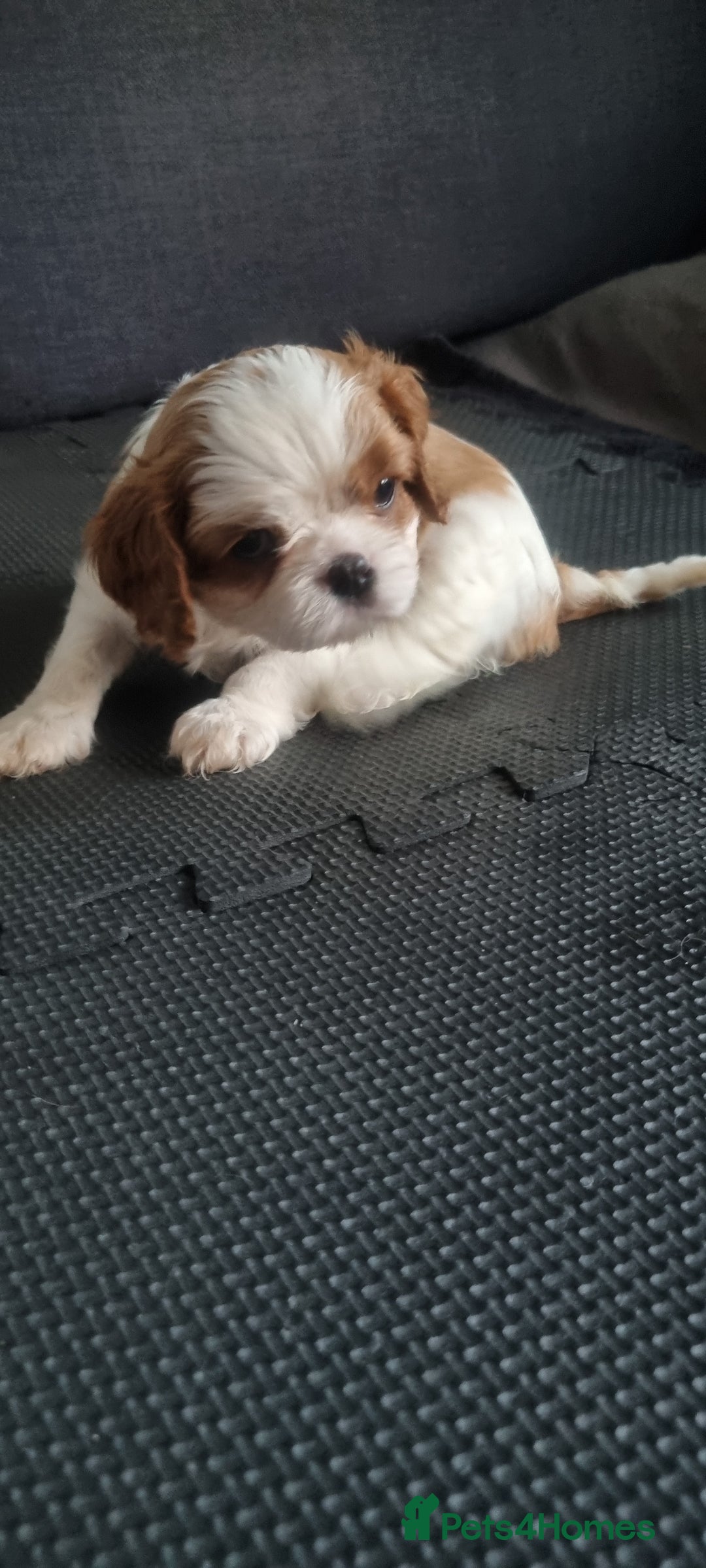 Cavalier King Charles Spaniel dogs for sale: Cavaliers King Charles spaniels - Image 22