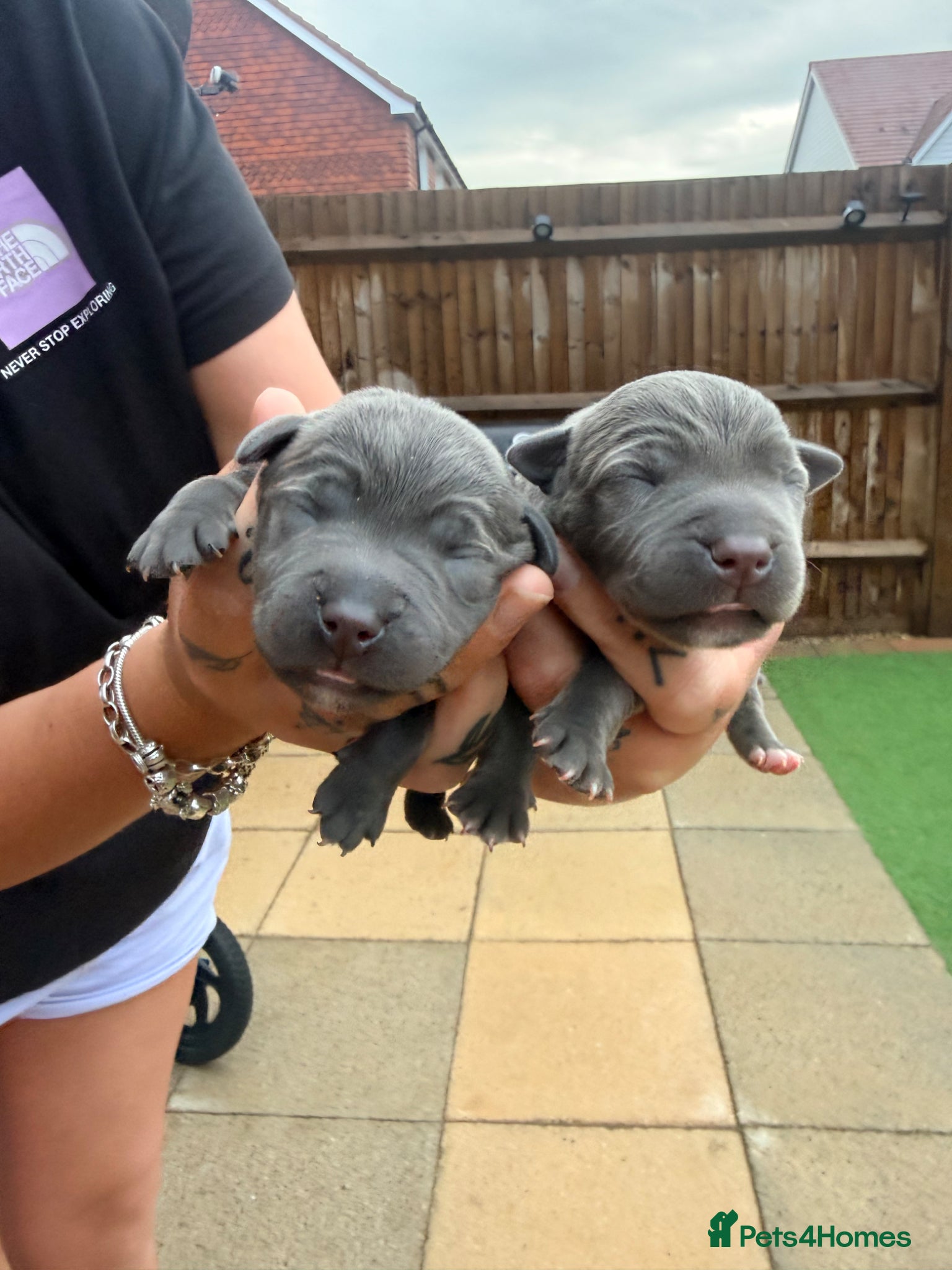 Staffordshire Bull Terrier dogs Outstanding Blue Staffordshire Bull Terrier Puppys - Advert 7