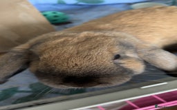 Mini Lop rabbits for sale: Mini lop male  - Image 3