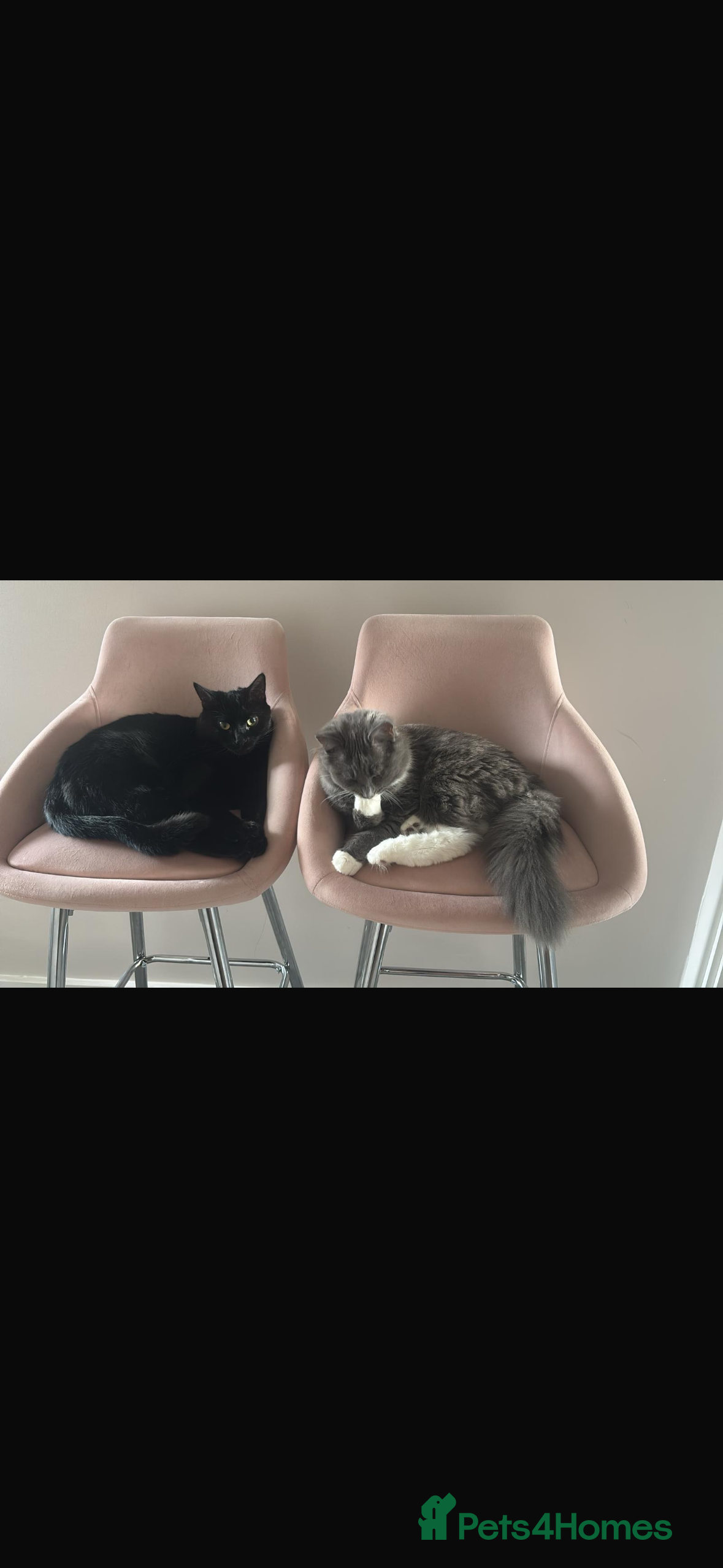 Ragdoll cats 1 ragdoll kitten&1 blk shorthair rehomed together  - Advert 2