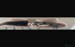 Ragdoll cats for sale: 1 ragdoll kitten & 1 black short hair  - Advert 1