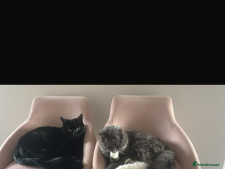 Ragdoll cats for sale: 1 ragdoll kitten & 1 black short hair - Advert 1