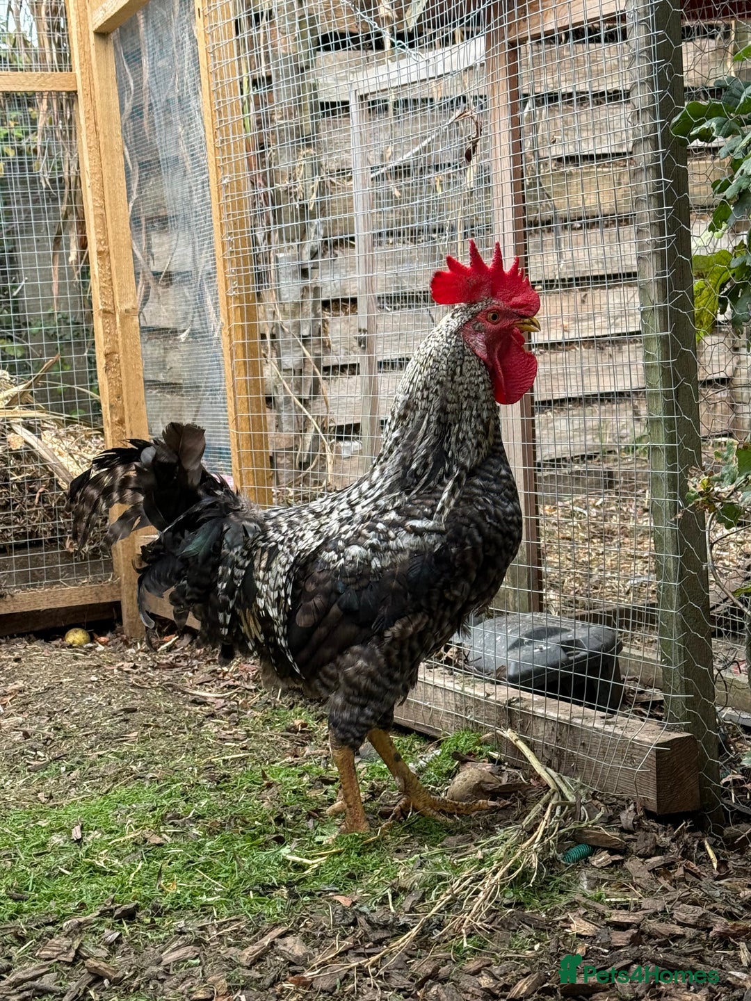 Chickens poultry for sale: Cockerels For Sale - Image 7
