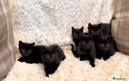 Mixed Breed cats for sale: Beautiful kittens available  - Image 1
