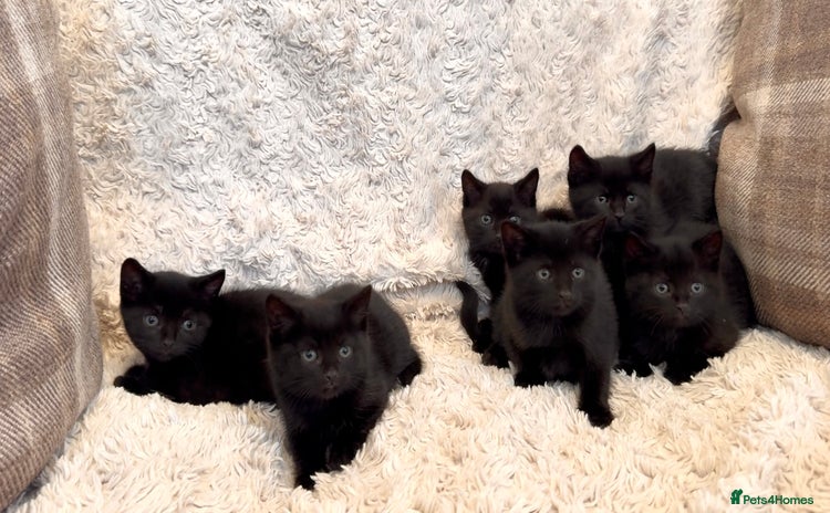 Mixed Breed cats - Advert 8