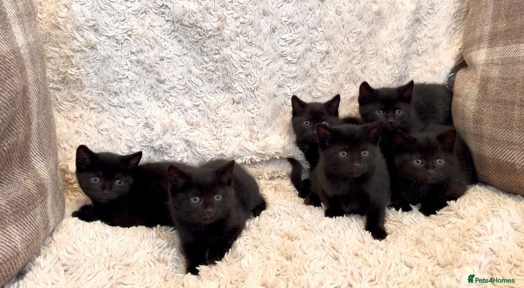 Mixed Breed cats for sale: Beautiful kittens available  - Image 1
