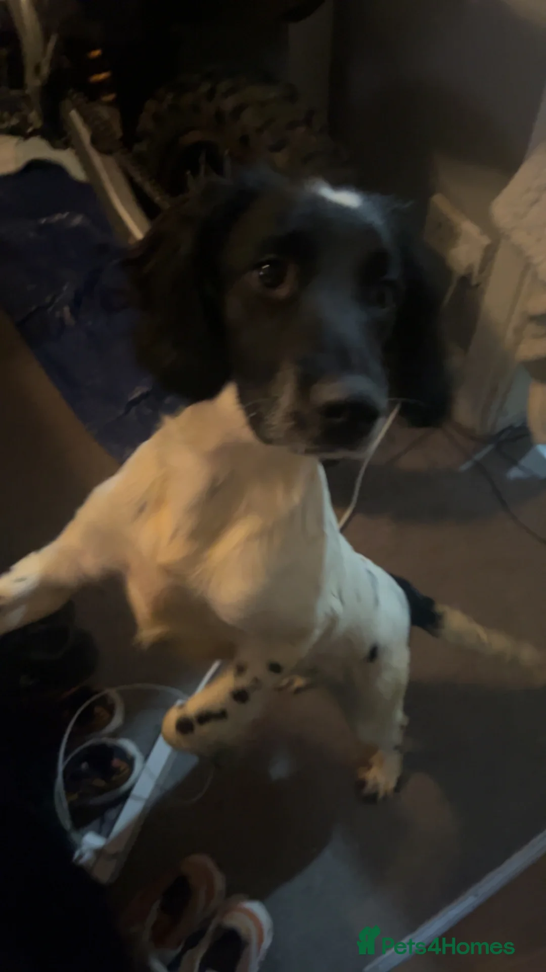 Sprocker dogs for sale: Lucy lou  in Halifax - Advert 2