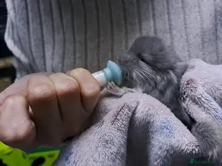 Chinchilla rodents Chinchilla kits ready to leave 9 weeks old - Advert 16