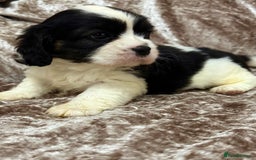 Cavalier King Charles Spaniel dogs for sale: BEAUTIFUL CAVALIER PUPPIES READY TO LEAVE! - Image 4