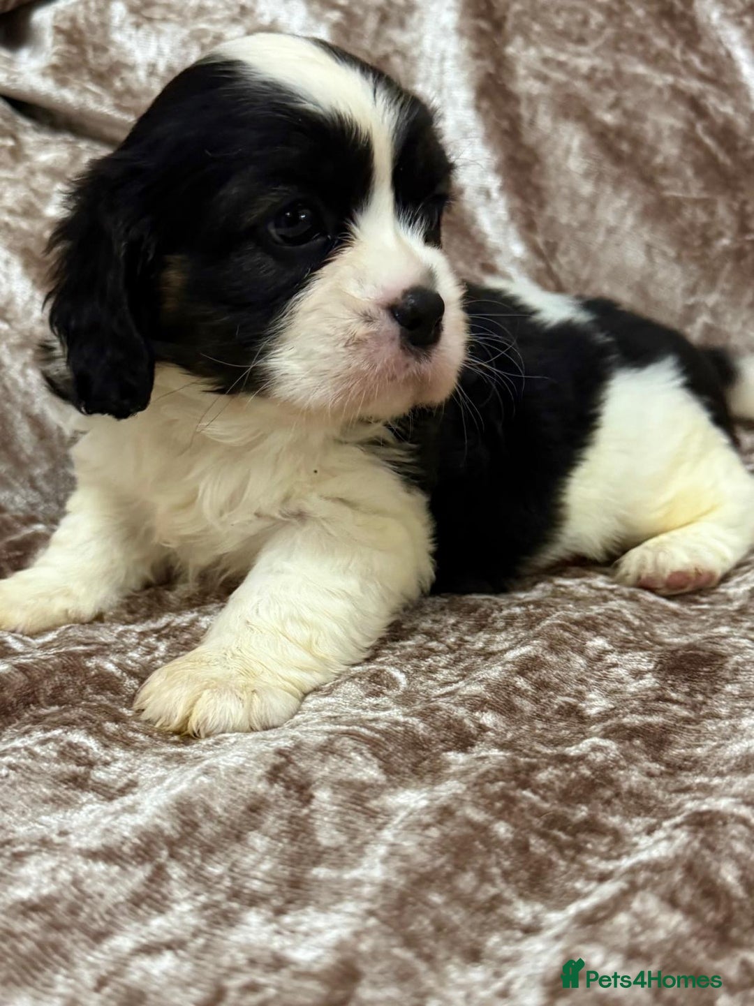 Cavalier King Charles Spaniel dogs for sale: BEAUTIFUL CAVALIER PUPPIES READY TO LEAVE! - Image 4