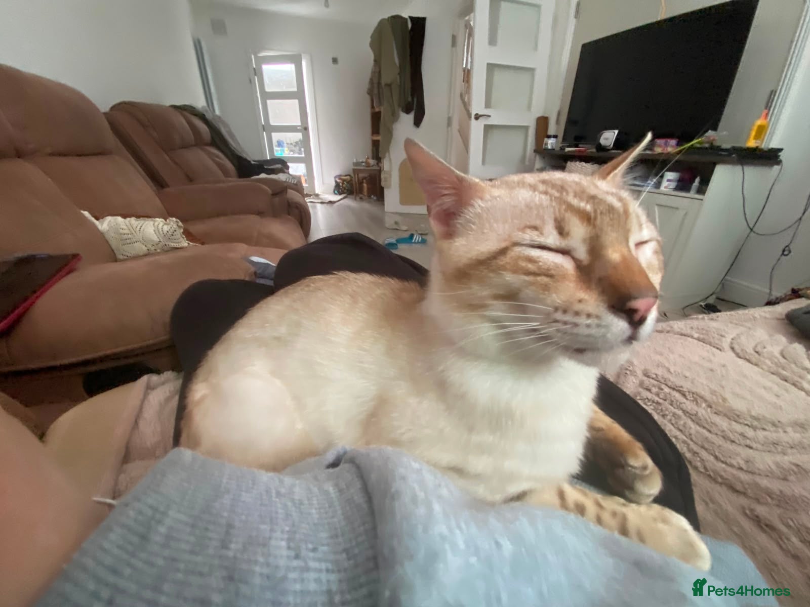 Bengal cats for stud: Male Bengal looking for some loving. in London - Advert 6