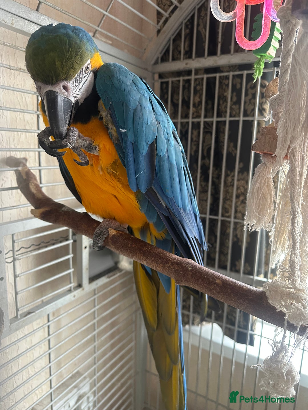 Macaws birds for sale: Macaw for sale - Image 6