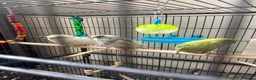 Budgerigars birds for sale: Budgies pair  - Advert 9