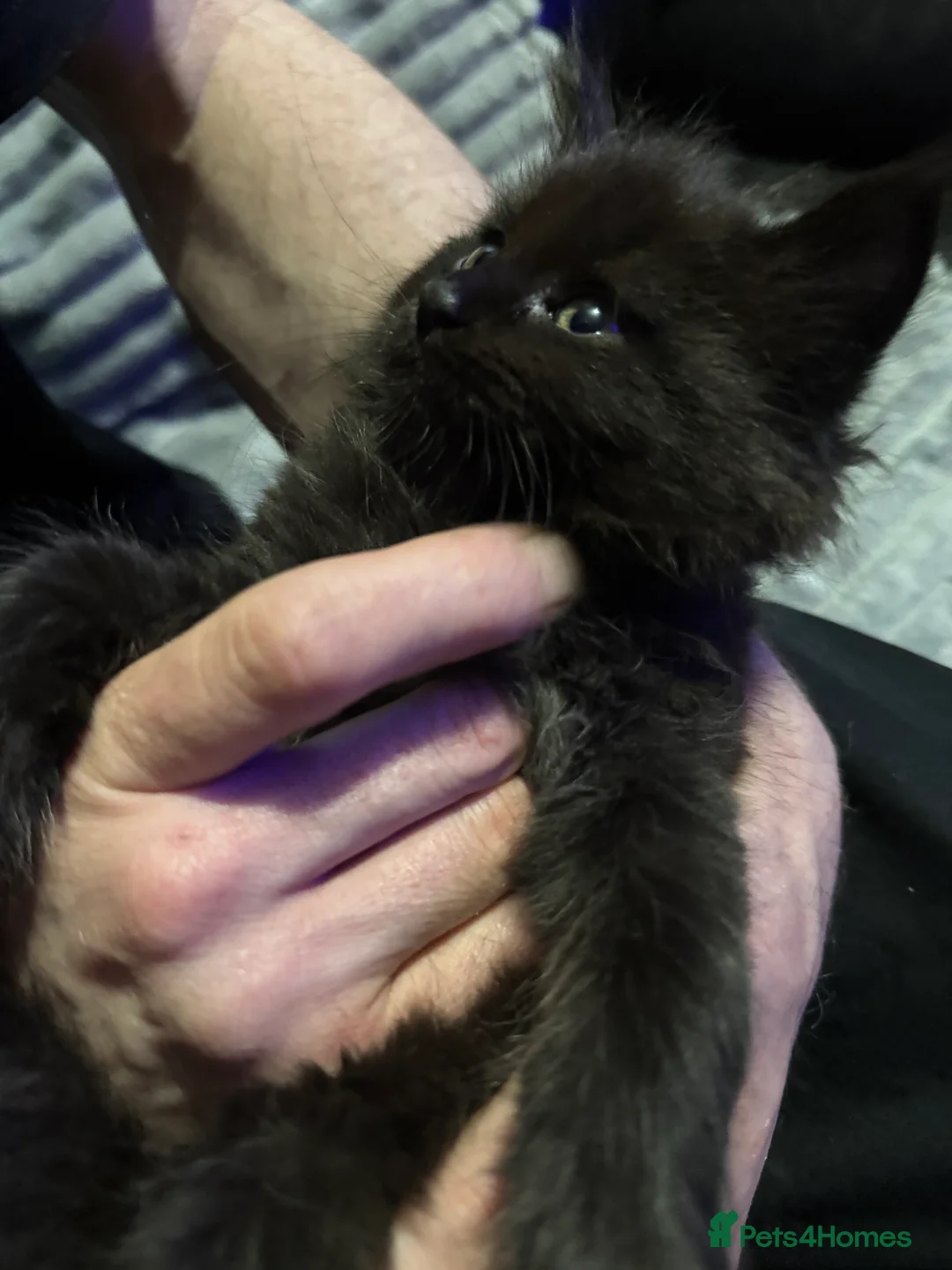 Mixed Breed cats for sale: British short hair cross maine coon  - Advert 12