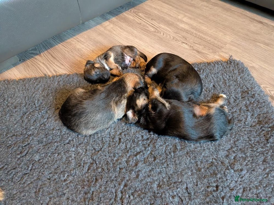 Border Terrier dogs for sale: Stunning SLEM clear KC reg blue and tan bitch pup - Image 10