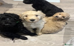 Goldendoodle dogs for sale: Golden doodle F1B stunning puppies  - Image 9