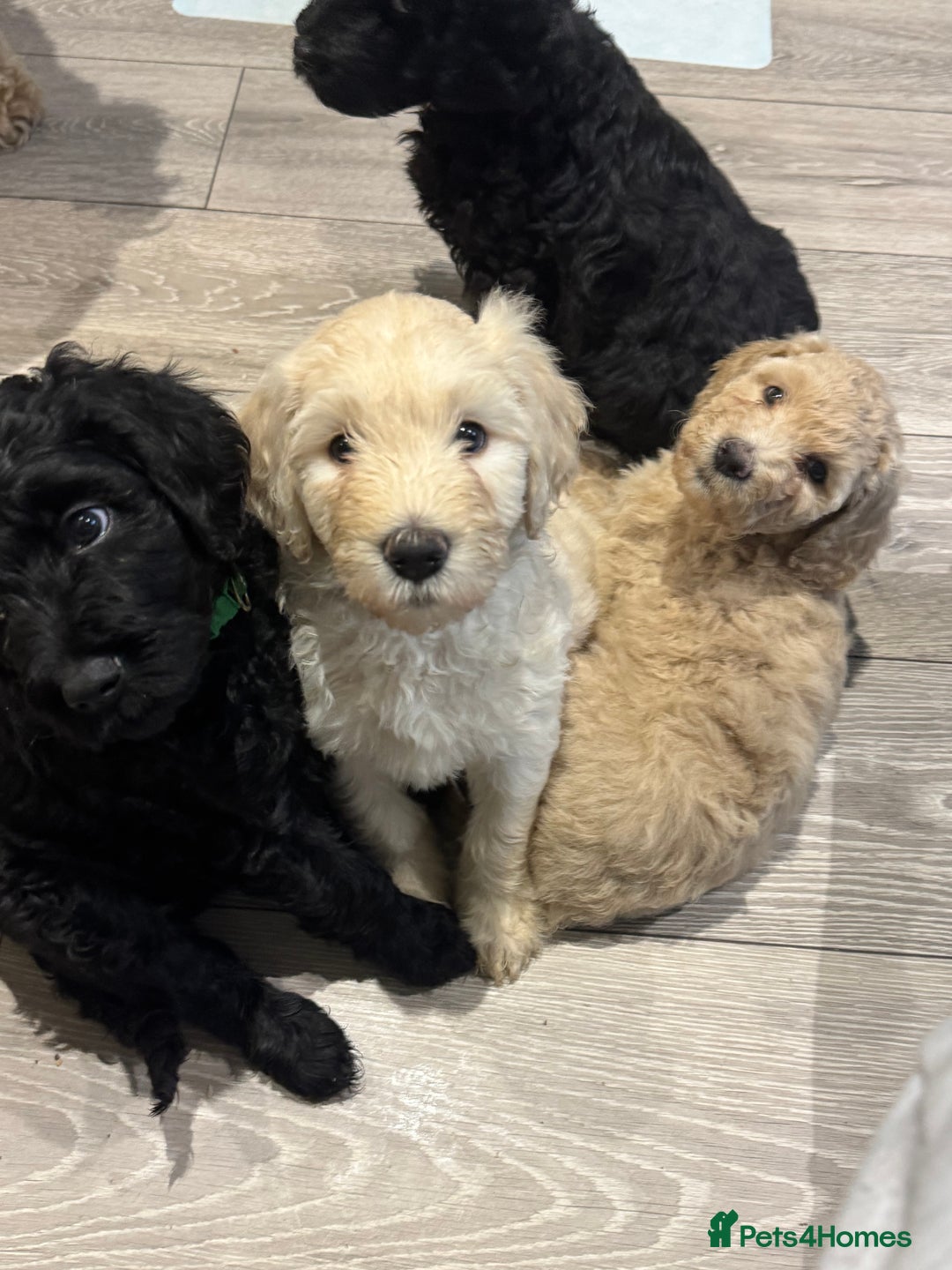 Goldendoodle dogs for sale: Golden doodle F1B stunning puppies  - Image 9