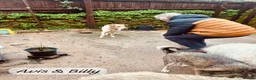 Mixed Breed dogs for adoption: Avis- 20 months - Available Devon area 🇬🇧🇬🇧 in Brixham - Advert 20