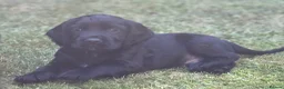 Cocker Spaniel dogs for sale: Kc registered cocker spaniel puppies  in Okehampton - Advert 6