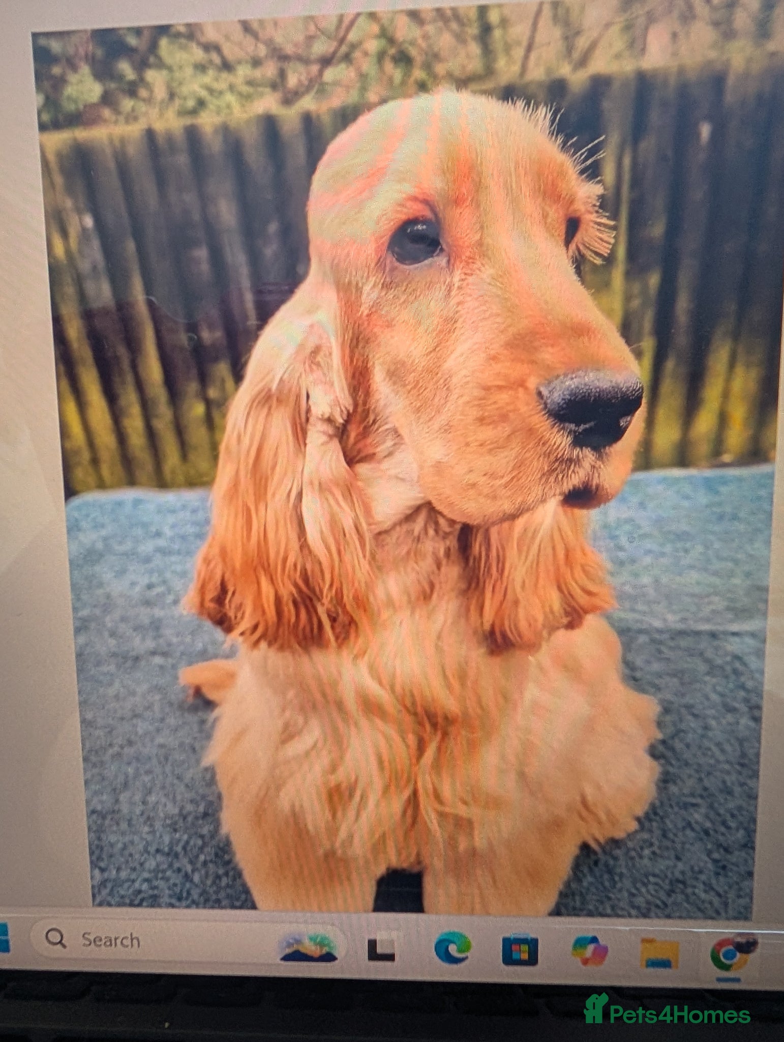 Cocker Spaniel dogs Adorable KC reg, Pure, Golden Cocker Puppies   - Advert 2