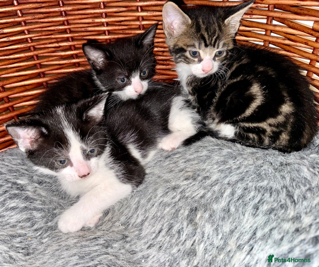 Domestic Shorthair cats for sale: Kittens 2 Male  - Advert 3