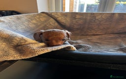 Miniature Dachshund dogs for sale: Miniature dachshund  - Image 9
