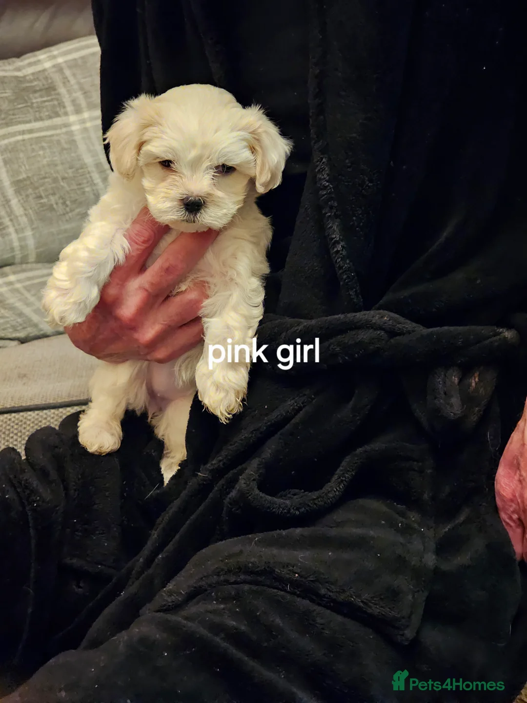 Malshi dogs for sale: GORGEOUS MALSHI PUPPIES AVAILABLE - Advert 16