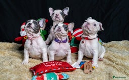 French Bulldog dogs for sale: Chunky French bulldog pups 4 girls  - Image 30