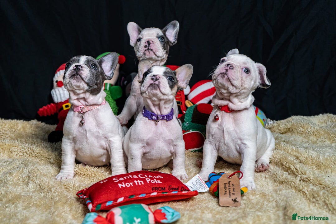 French Bulldog dogs for sale: Chunky French bulldog pups 4 girls  - Image 30