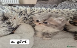 Exotic cats for sale: Exotic longhair and short hair kittens  - Image 6