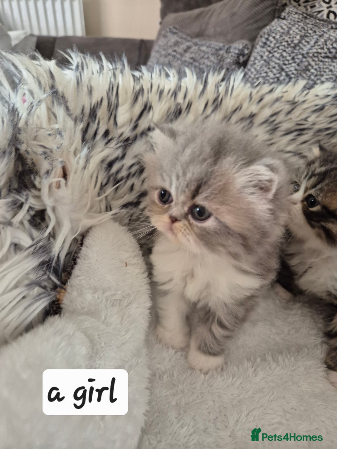 Exotic cats for sale: Exotic longhair and short hair kittens  - Image 6