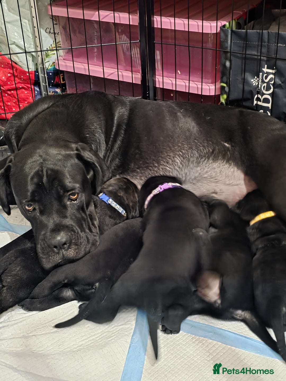 Cane Corso dogs for sale: ⭐️Cane Corso Pups⭐️Pure Championship Genes🏆 - Advert 3