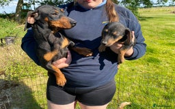 Miniature Dachshund dogs for sale: My amazing sausages are ready for new homes  - Image 7