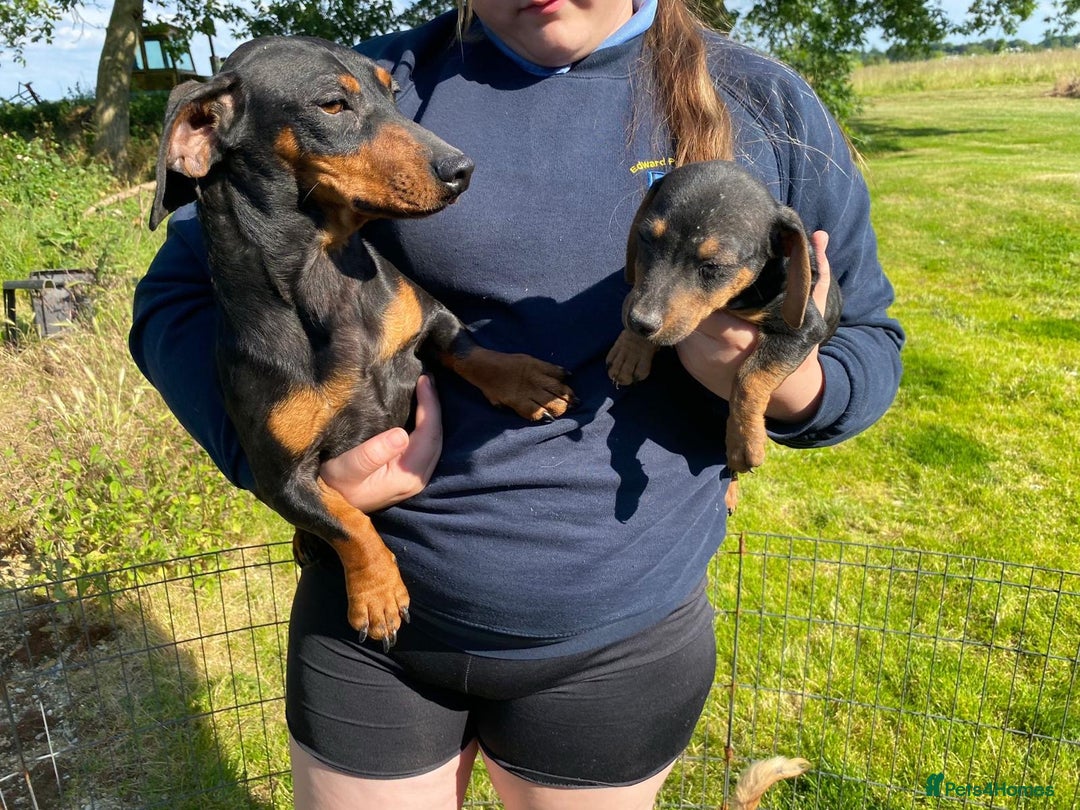 Miniature Dachshund dogs for sale: My amazing sausages are ready for new homes  - Image 7