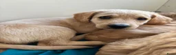 Mixed Breed dogs for sale: ONLY 2 LEFT Double Doodle Puppies (Cockadoodles) - Advert 21