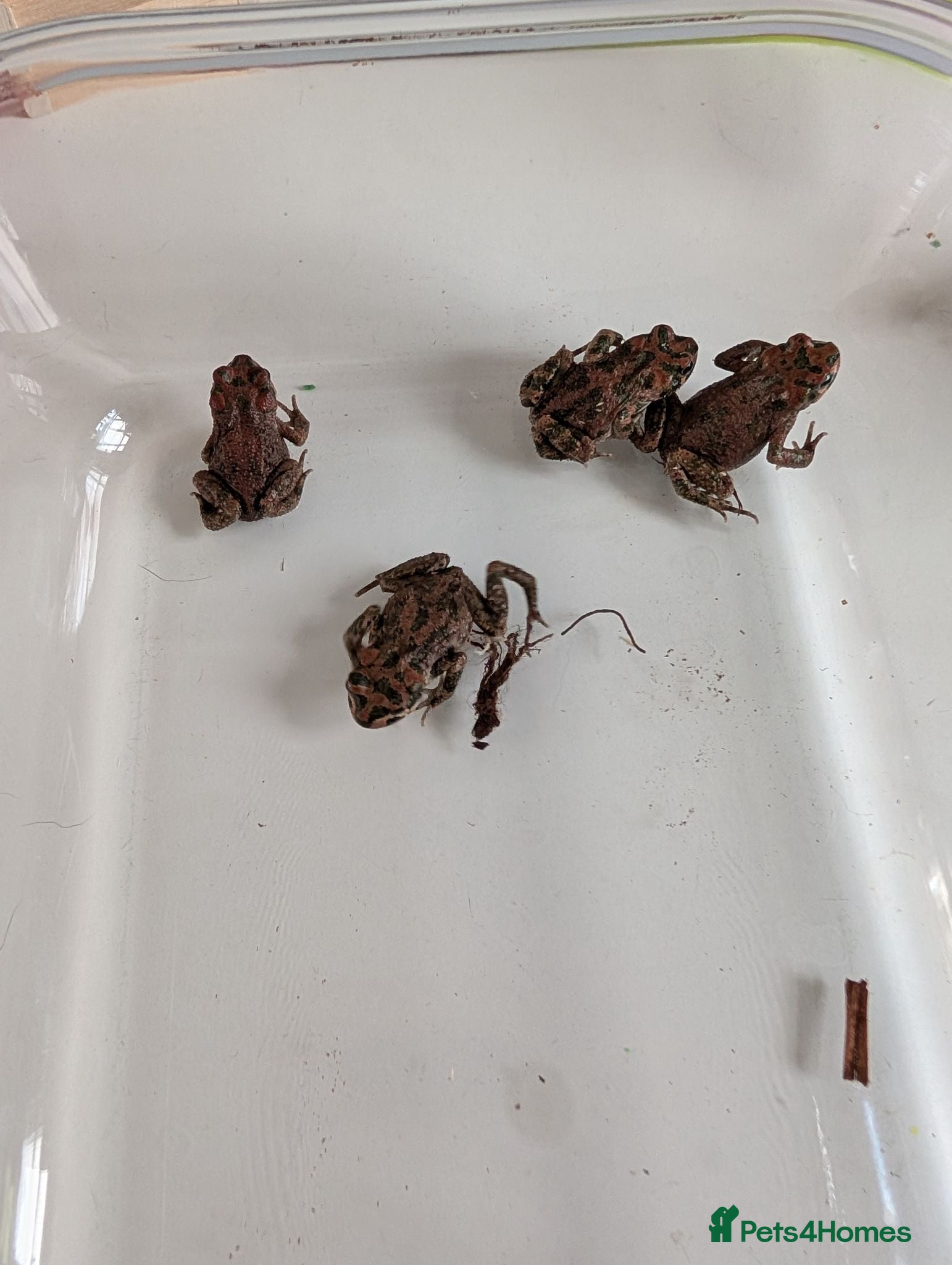 Toad reptiles 4 Moroccan toads and set up - Advert 17