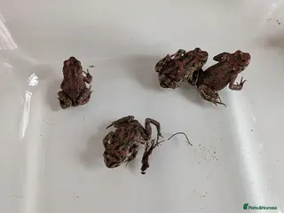 Toad reptiles 4 Moroccan toads and set up - Advert 17