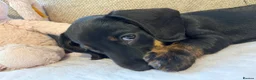Miniature Dachshund dogs for sale: Reduced💜KC pedigree Mini Dachshund puppies - Advert 28