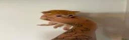 Bengal cats for sale: Gorgeous ginger bengal cross boy  in Wadebridge - Advert 4