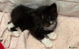 Bombay cats for sale: Kittens for sale  - Image 11