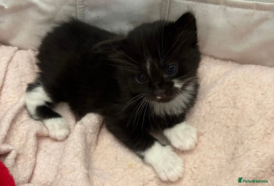 Bombay cats for sale: Kittens for sale  - Image 11