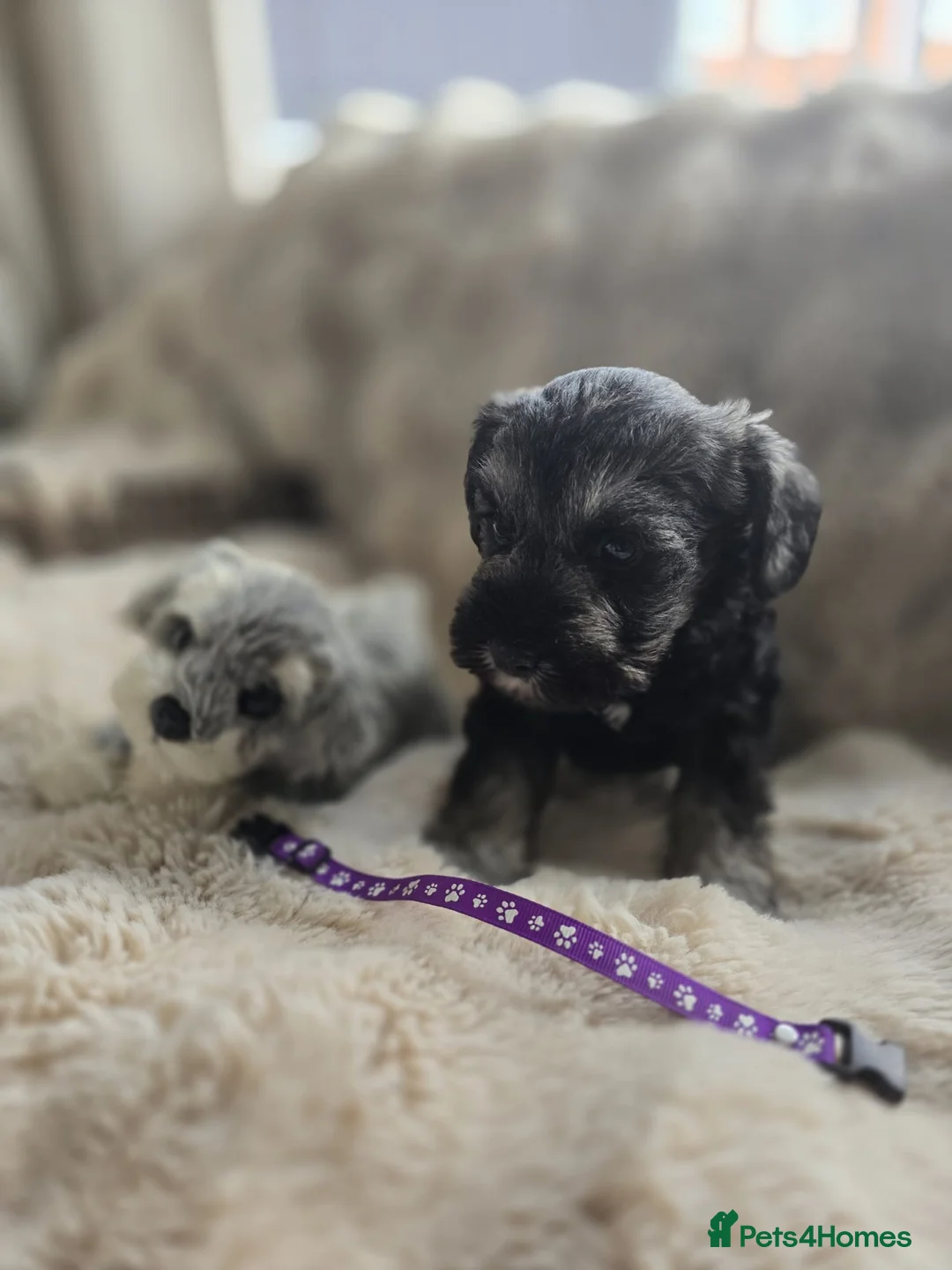 Miniature Schnauzer dogs for sale: RKC reg 2 boys 1 girl available end of FEB - Advert 2