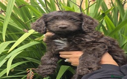 Sproodle dogs for sale: Gorgeous Chocolate Sproodle Puppies - Image 1
