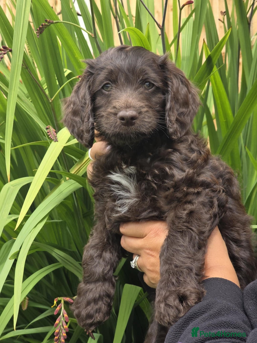 Sproodle dogs for sale: Gorgeous Chocolate Sproodle Puppies - Image 1
