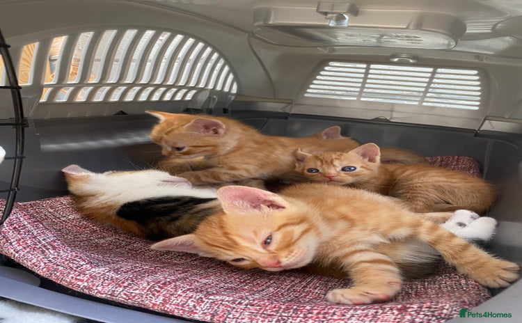 Mixed Breed cats - Advert 4